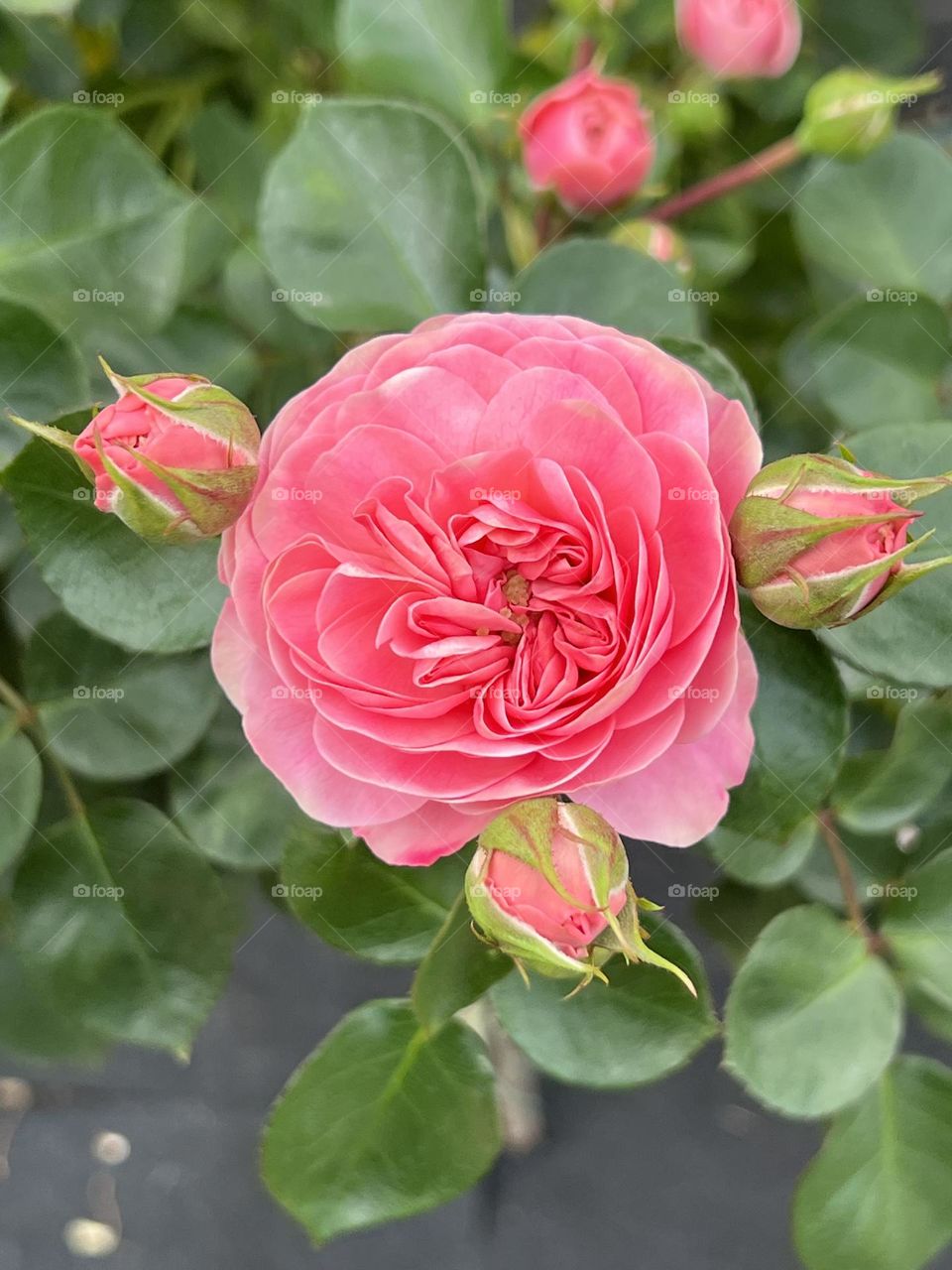 Pink roses in Yuanshan Flower Expo Park