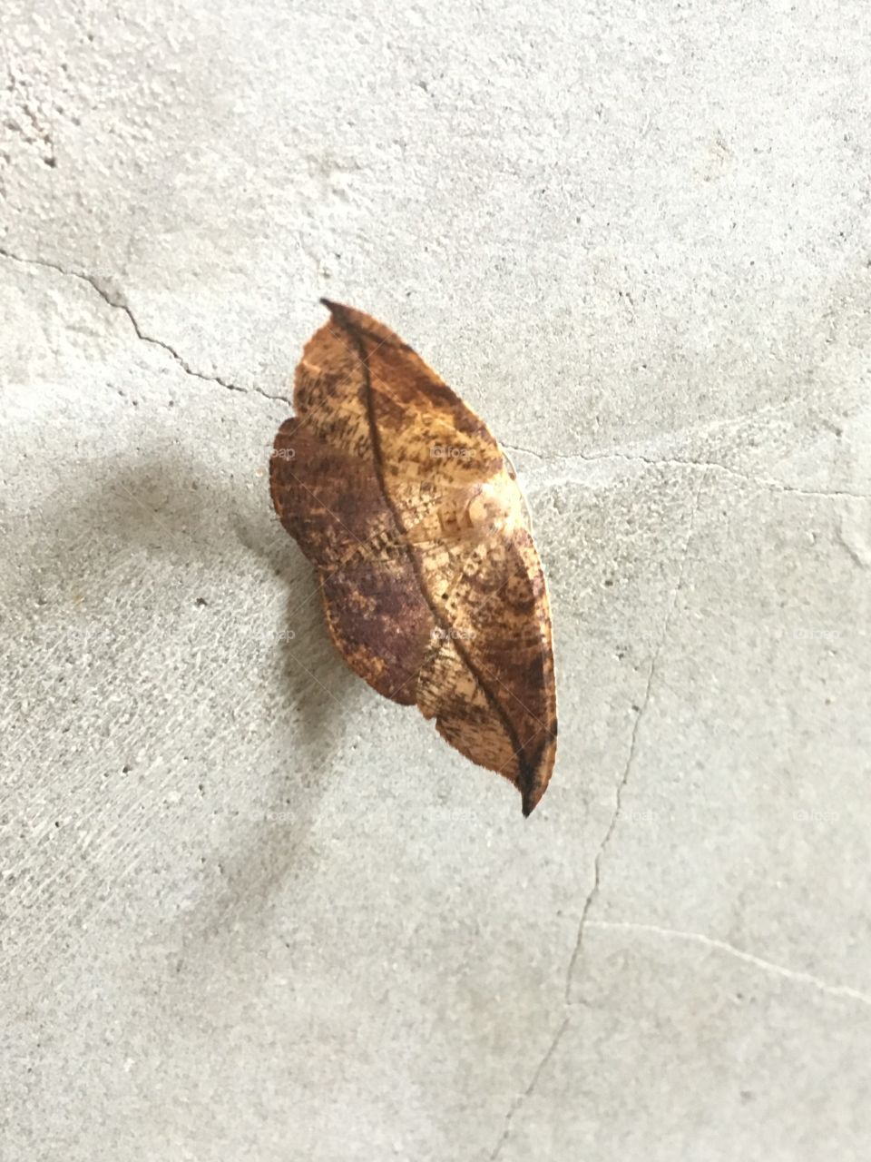 Bicho-folha (a kind of butterfly) leaf bug