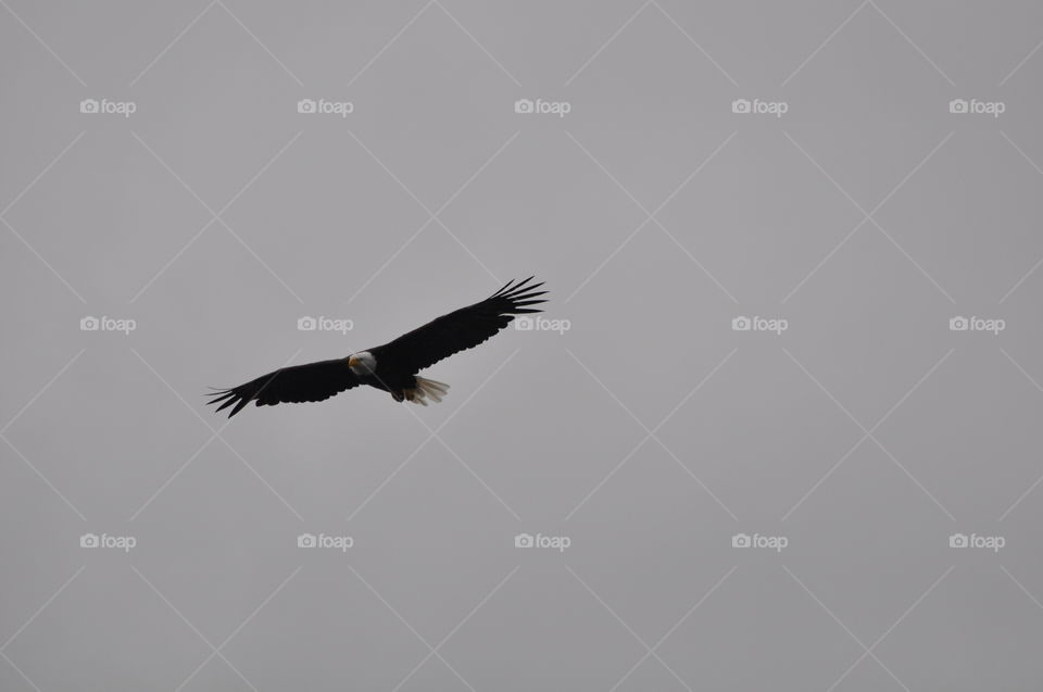 Beautiful Alaska Bald Eagle