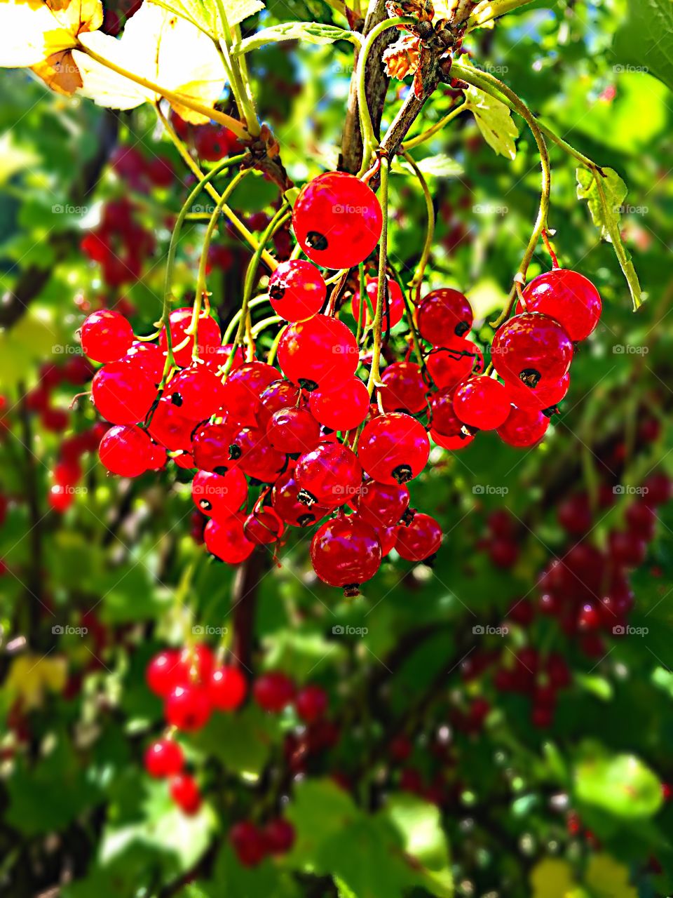 Red currant! 