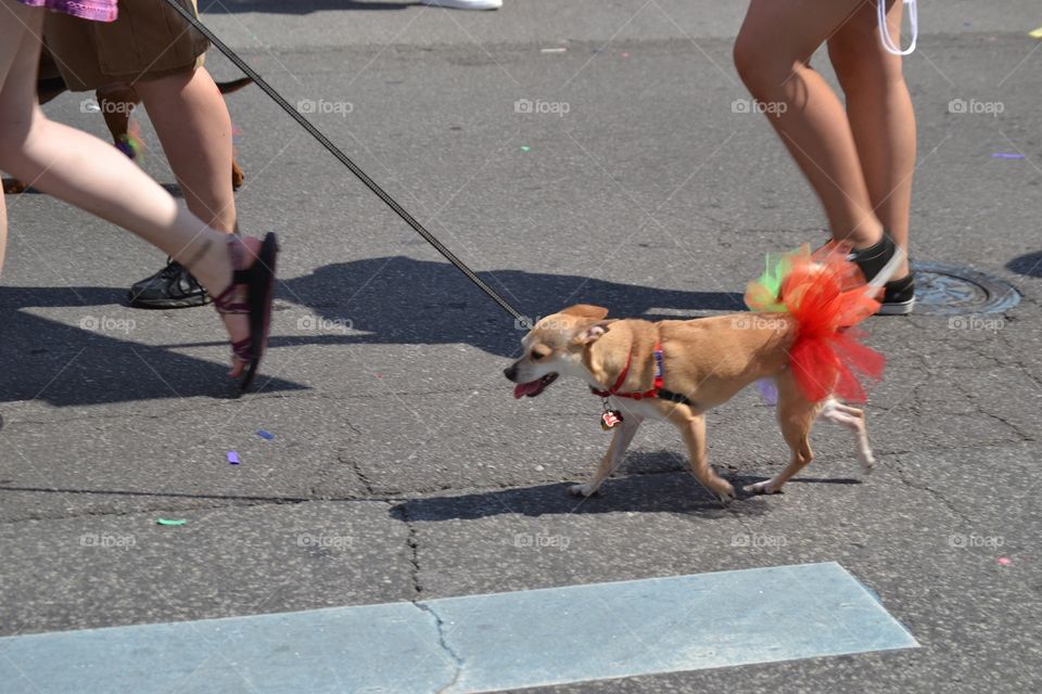 Chihuahua in a parade. 