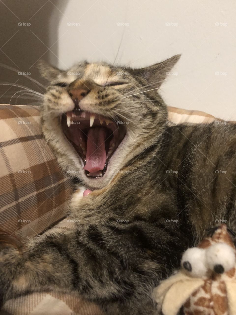 Yawning cat 