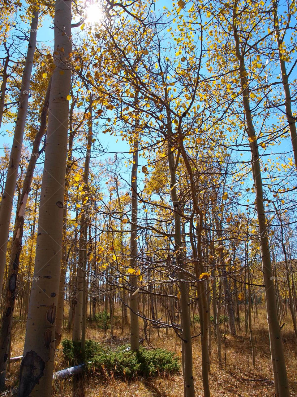 color fall colorado aspen by ezdrossi
