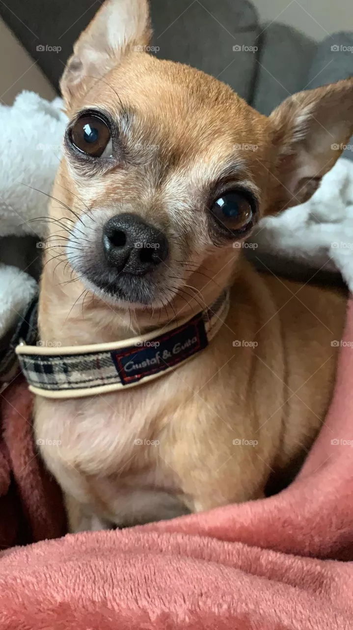 Chihuahua sweetie