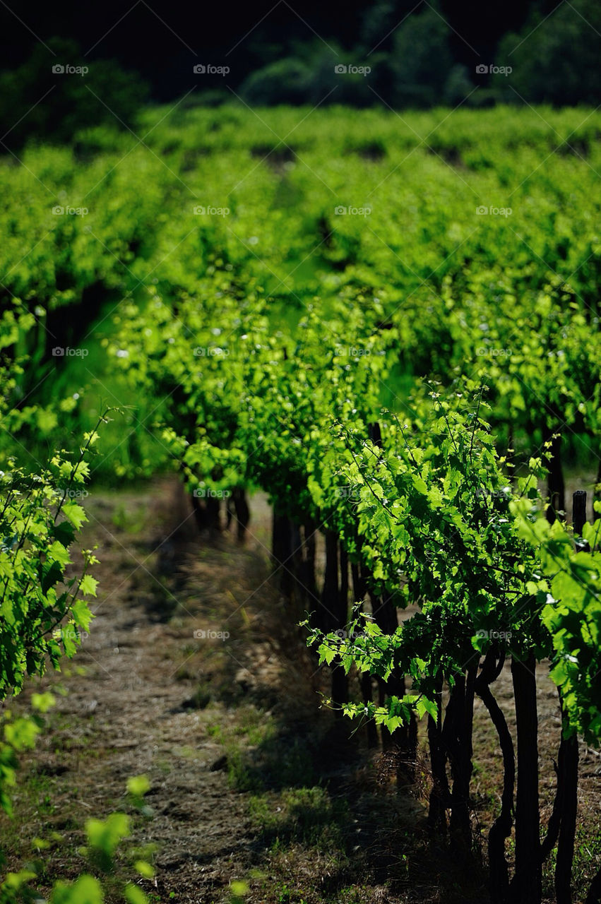 green vineyard grass tree by munda.net