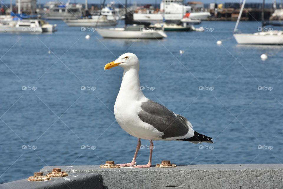 Seagull in a coastal city.