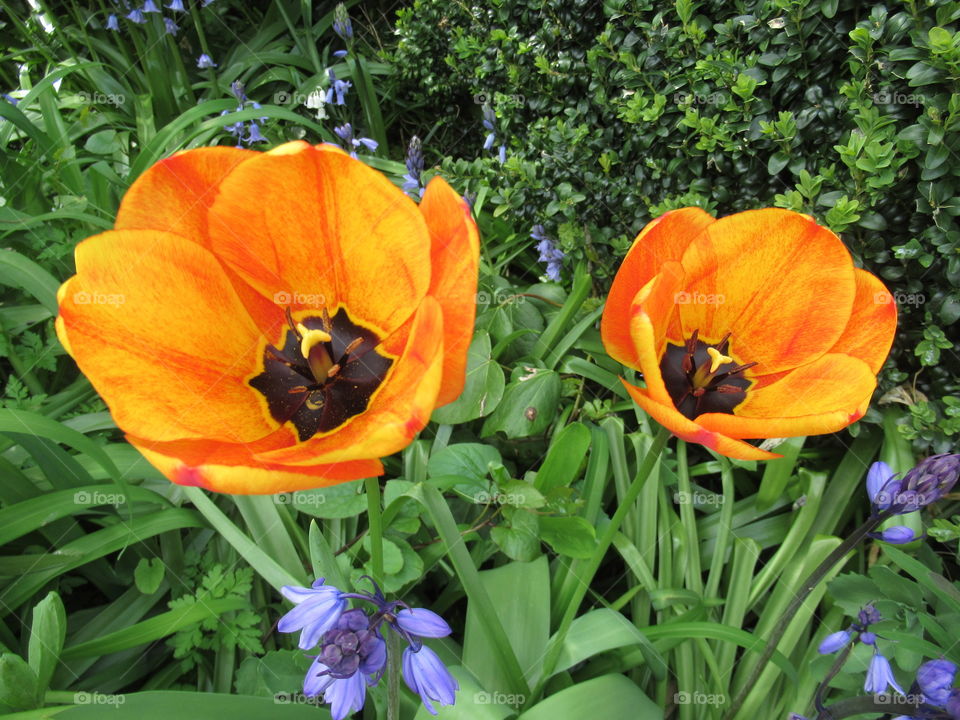 orange tulips and blue bells