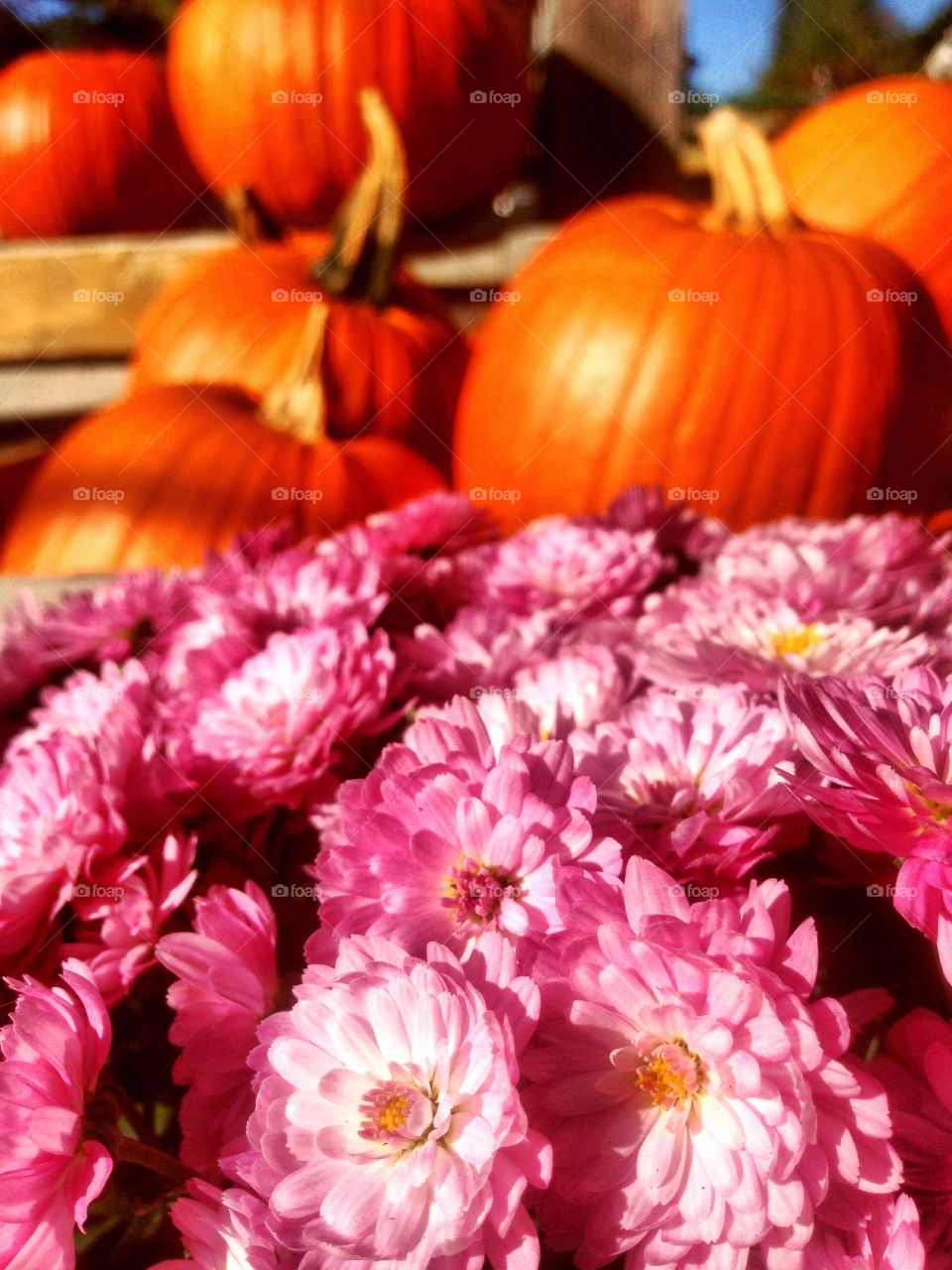 Fall mums 