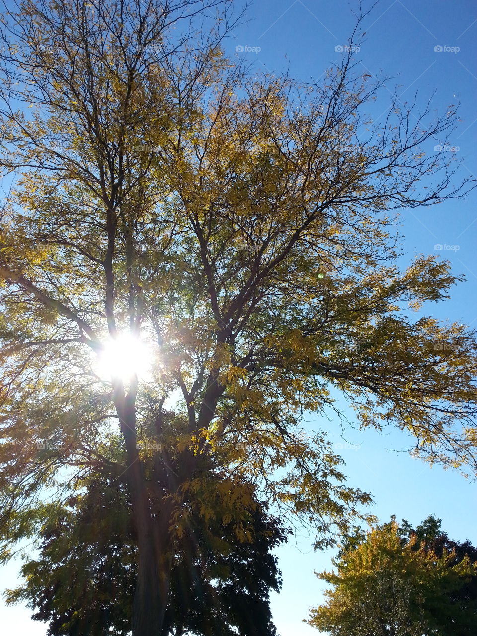 Sun peeping. Autumn tree