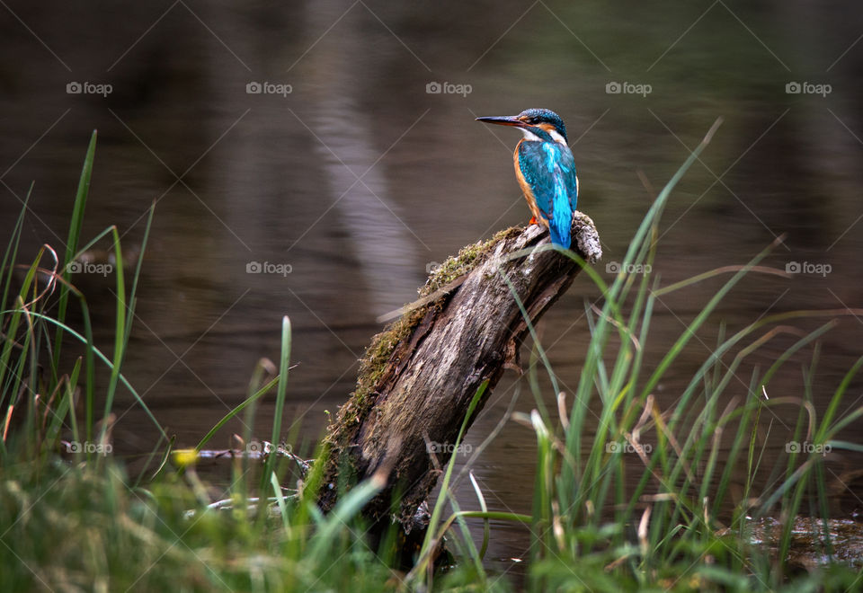 Contrast. Birds. Spring. Blue birds.