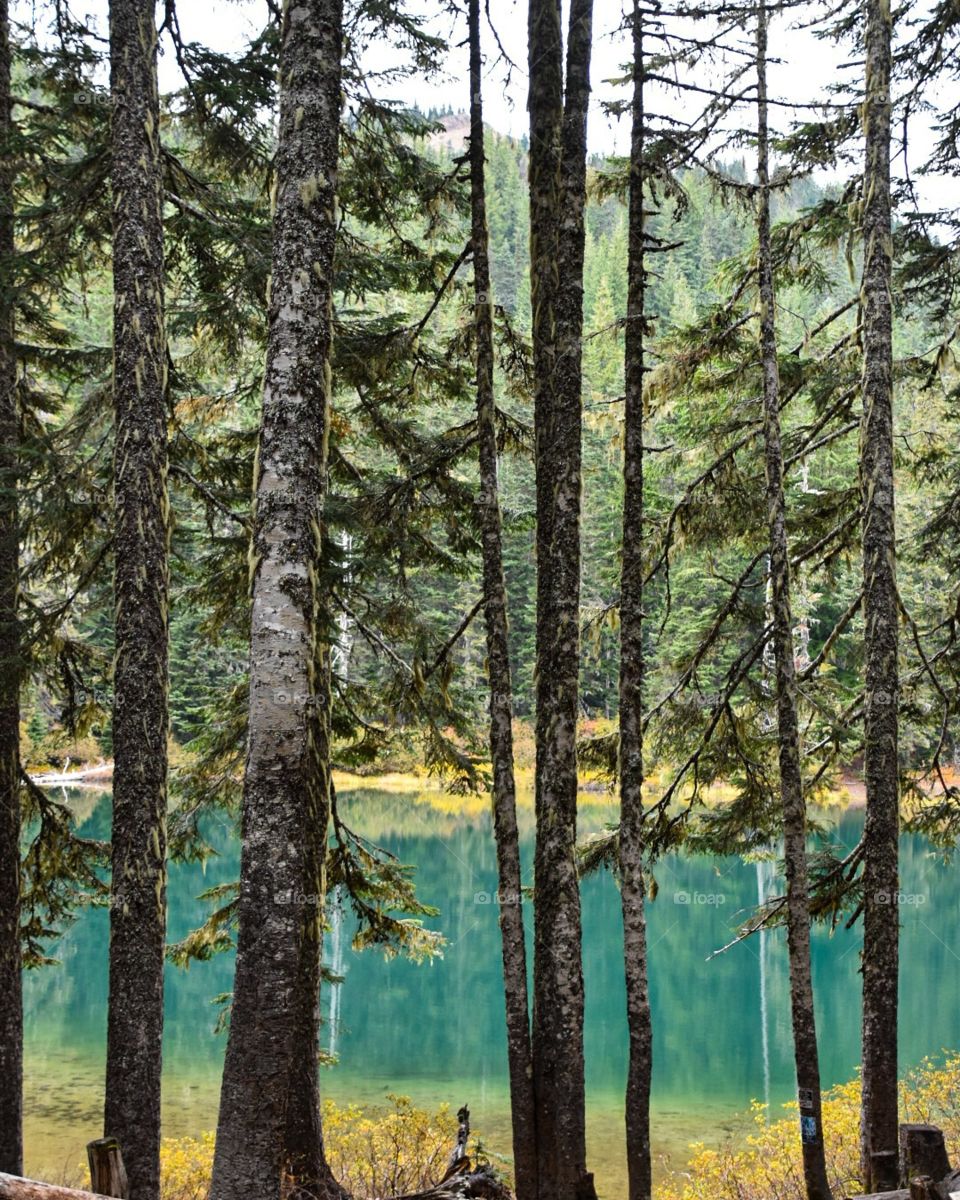 Lake between the trees