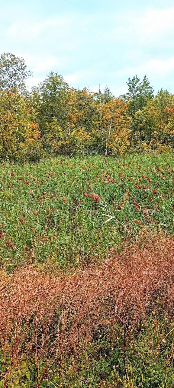 Meadow of Plants