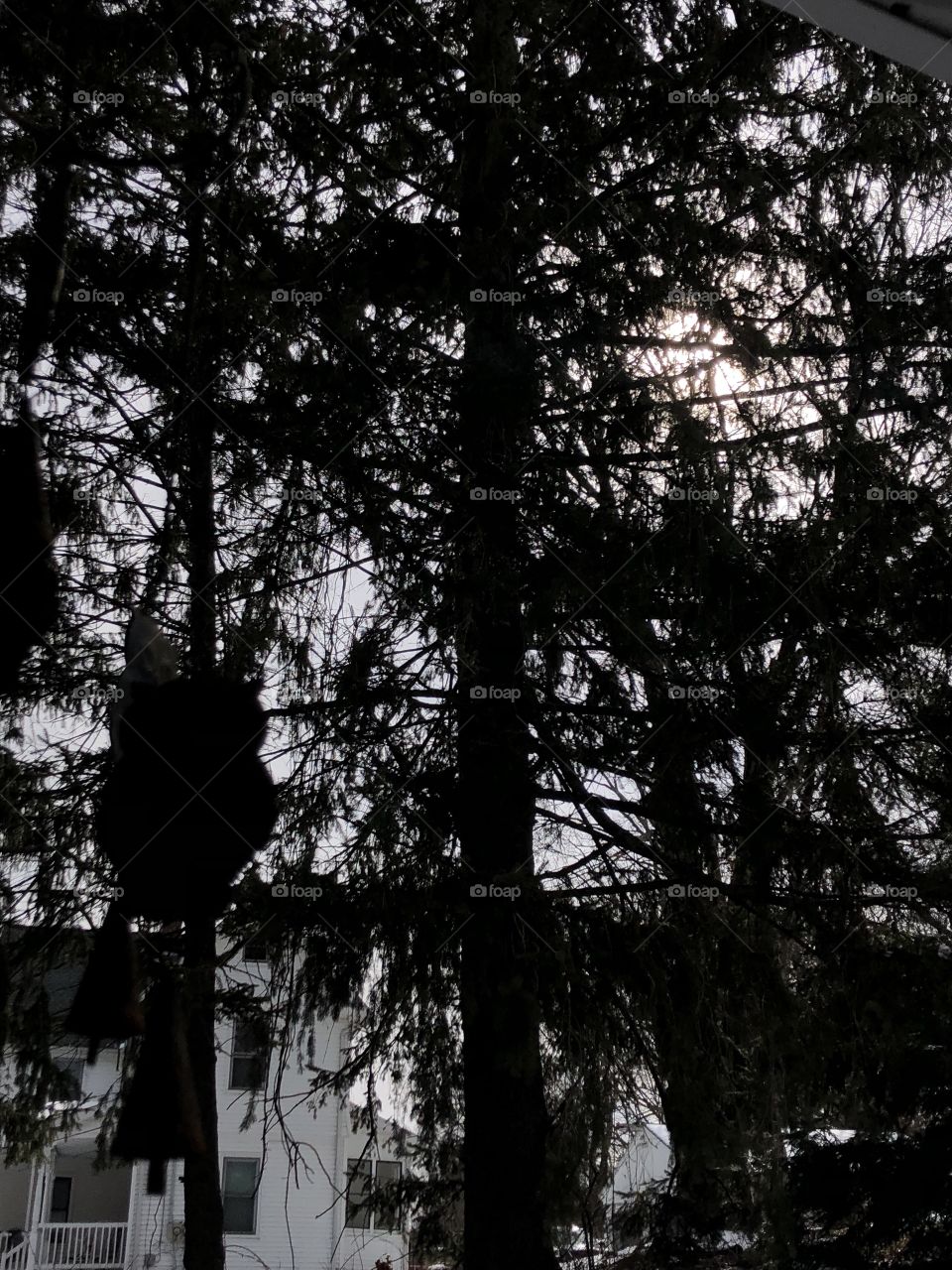 Owl in the Shadows of the Trees and Sun. 