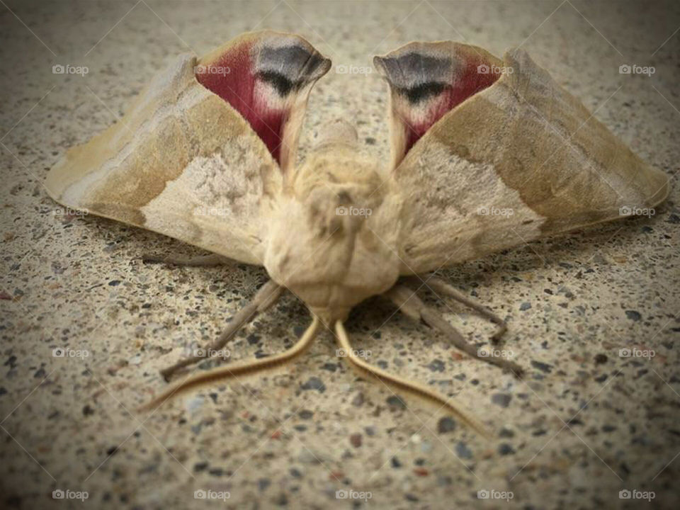 Moth