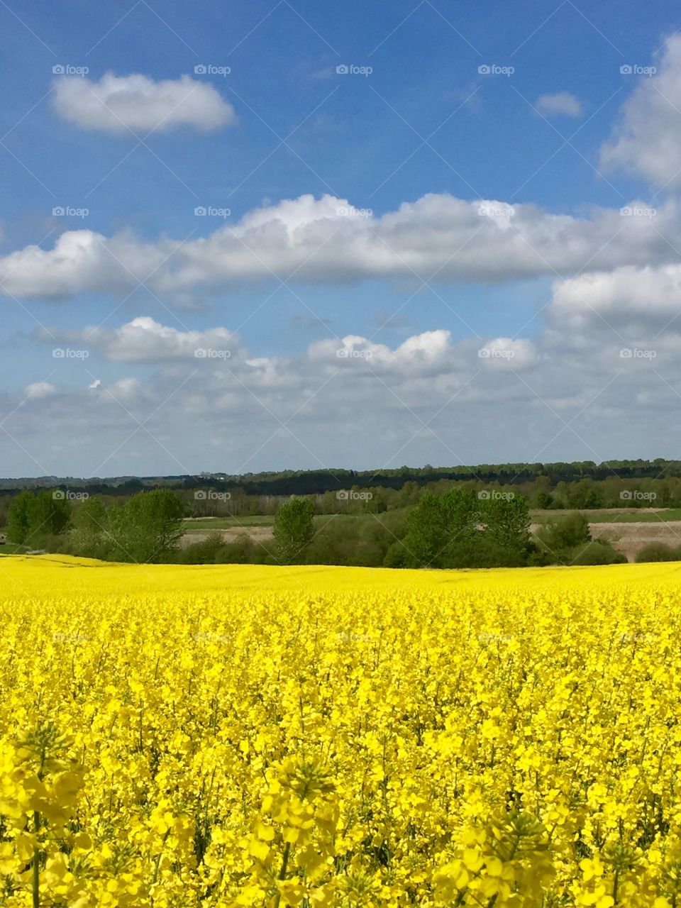 Field, Denmark