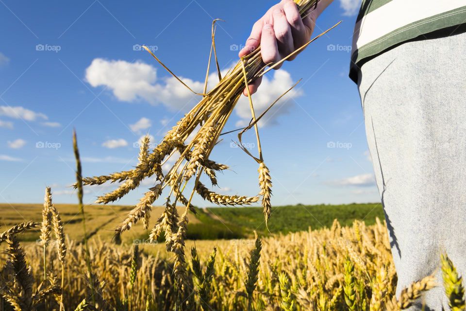 A man with bare hands holds a bouquet of spikelets of wheat