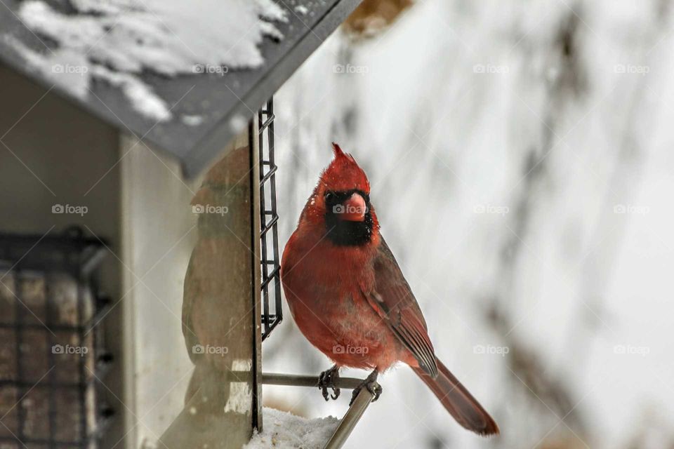 Close-up of a cardinal bird