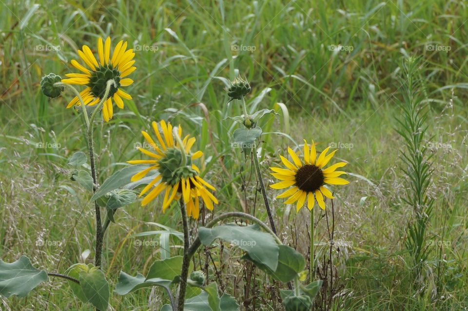 Wild sunflowers in a field. Photo taken in OK.  Wild sunflowers growing in a field.