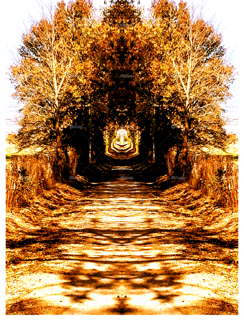 spooky tree tunnel