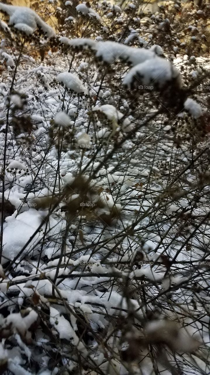 snowy branches