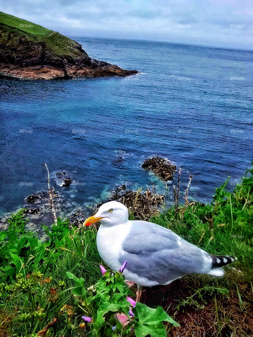Solitary Seagull