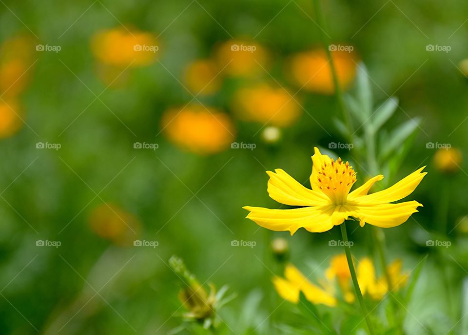 yellowcosmos. yellowcosmos