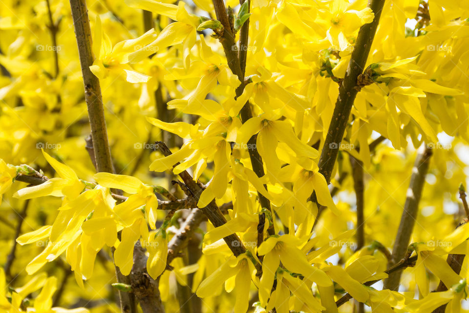 yellow flower background