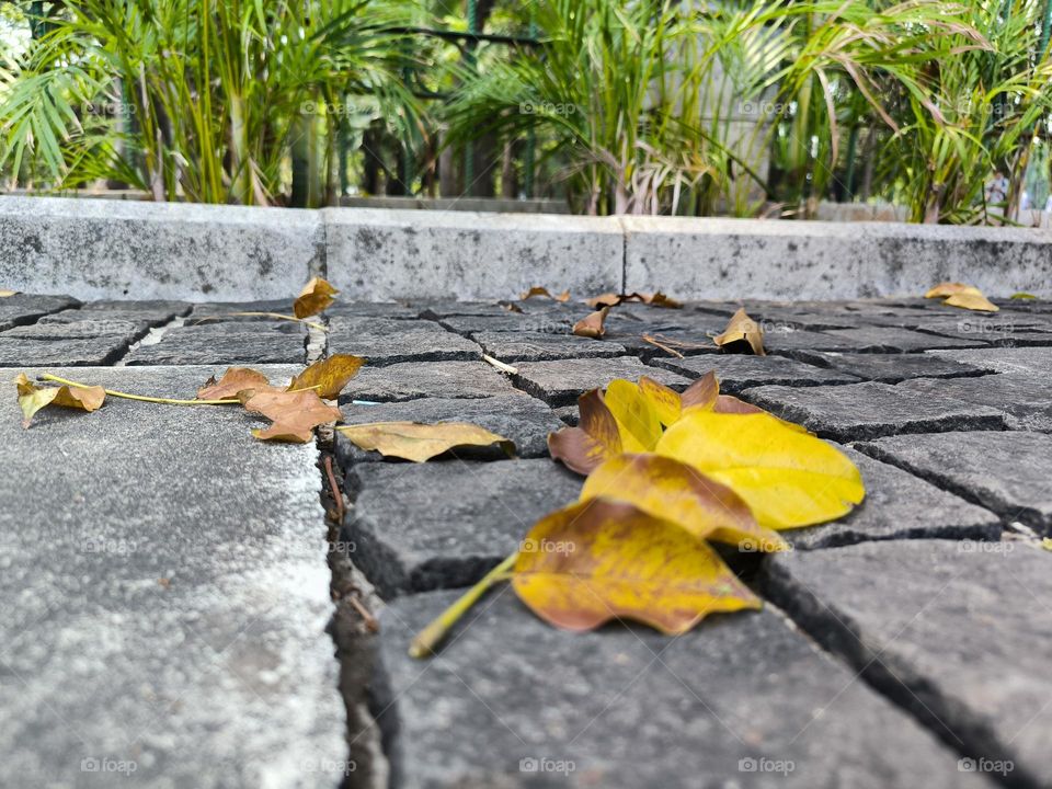 A sprig of fallen leaves on the floor