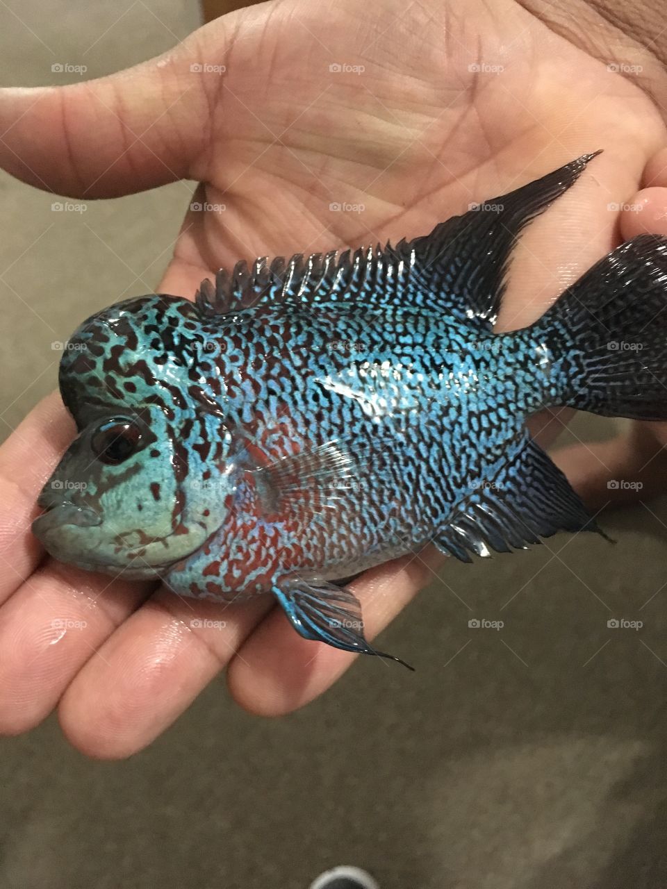 Flowerhorn unique fish