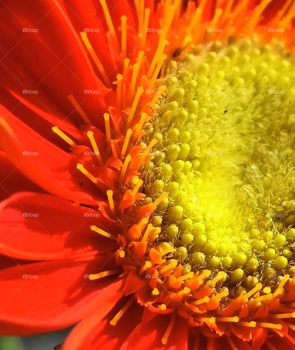 Macro flower shot