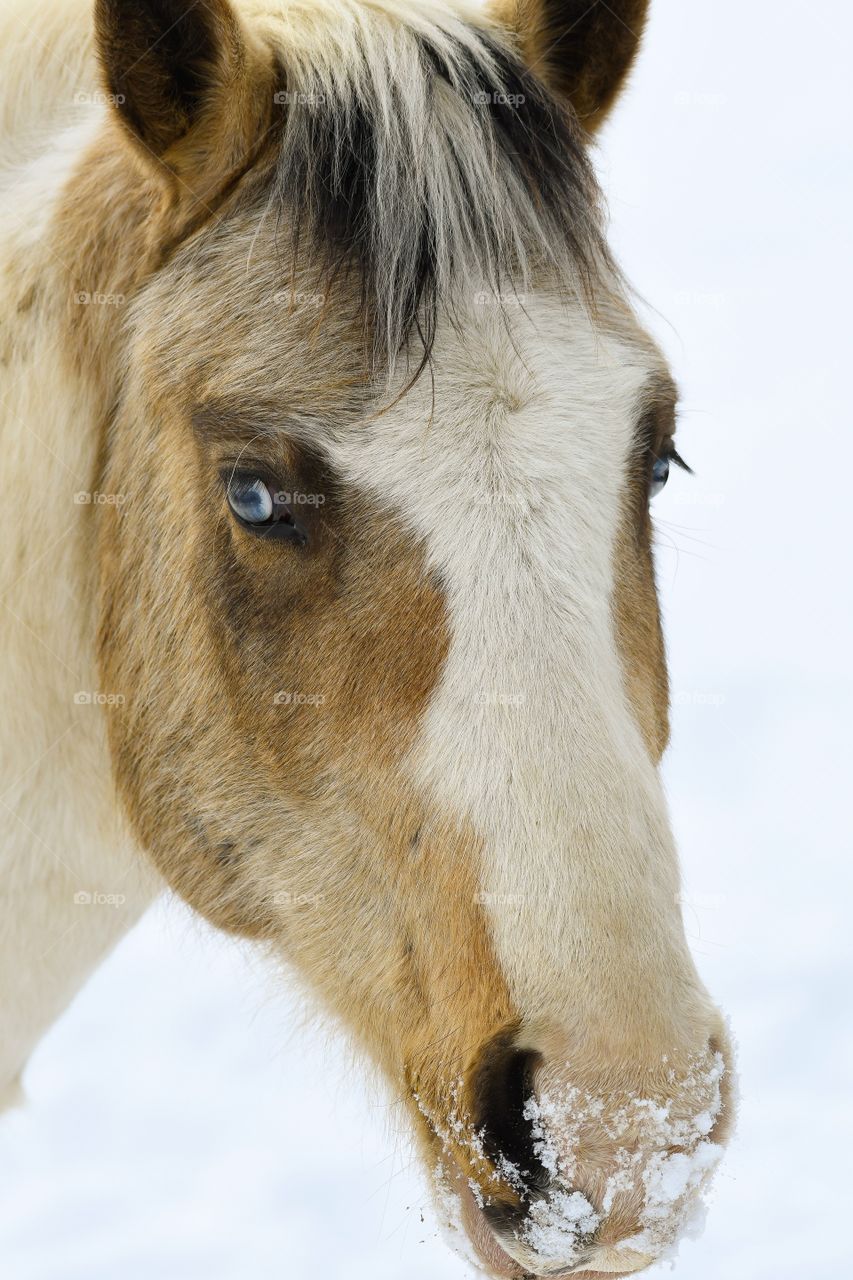 Closeup of horses stare