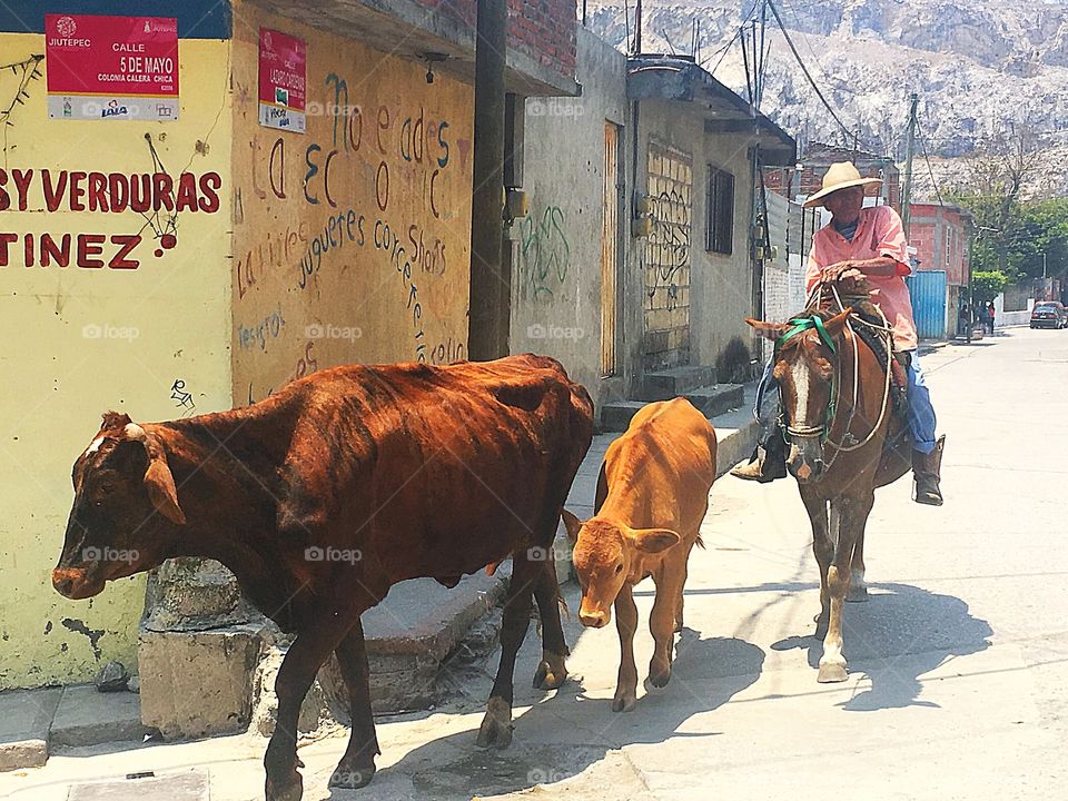 Herding cattle in a beautiful and rural Mexican community! 