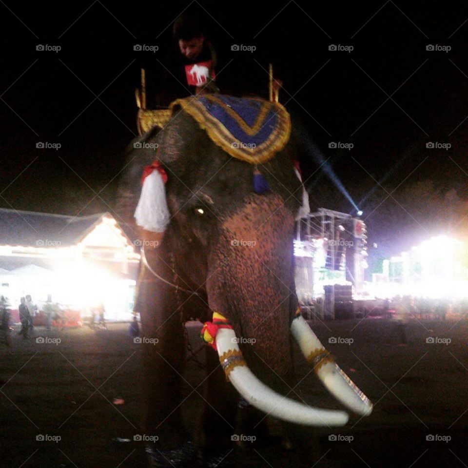 Thai Elephant in Thai Festival.
