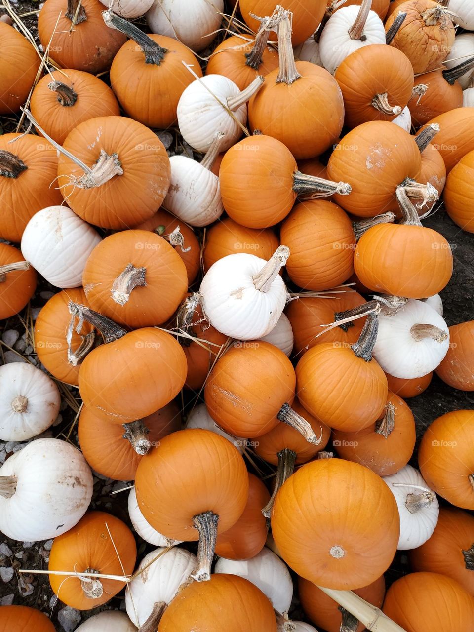 Orange and white pumpkin palooza!