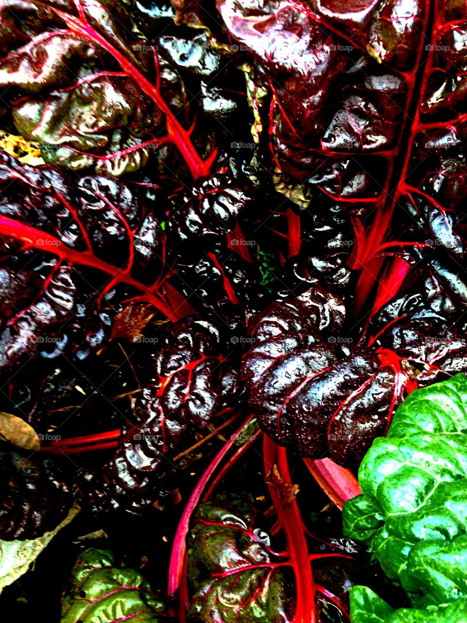 Swiss Chard. Swiss Chard in veggie garden