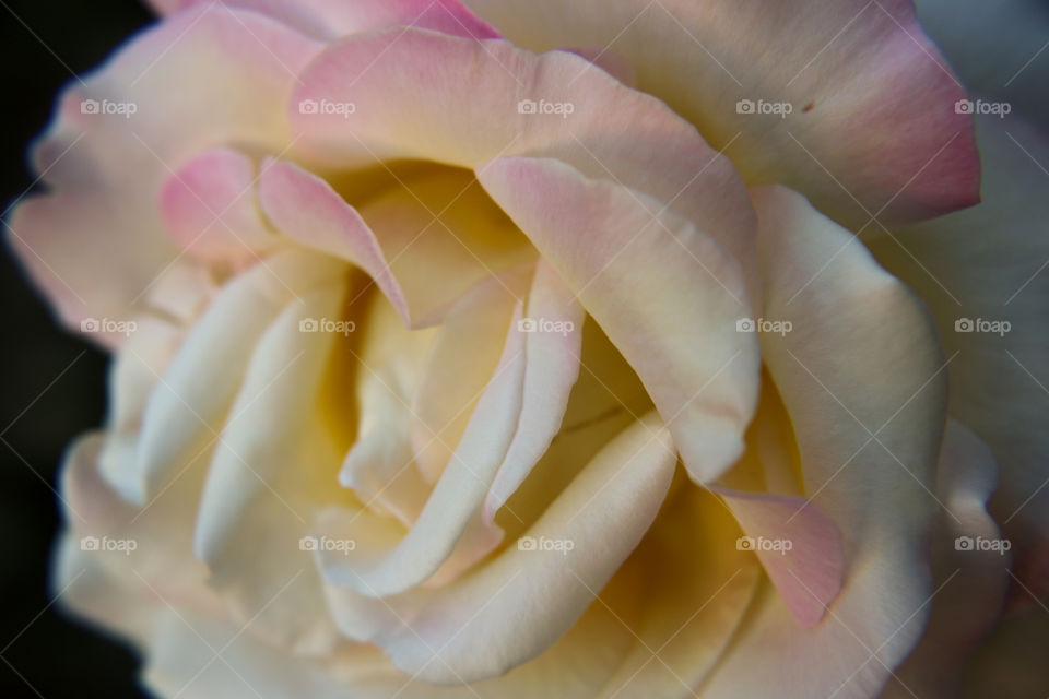 Multicolored rose closeup