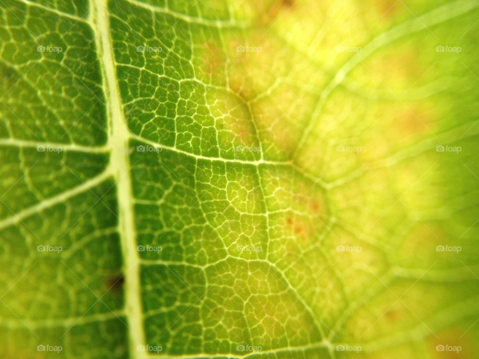 Lighty leaf. Lighty leaf