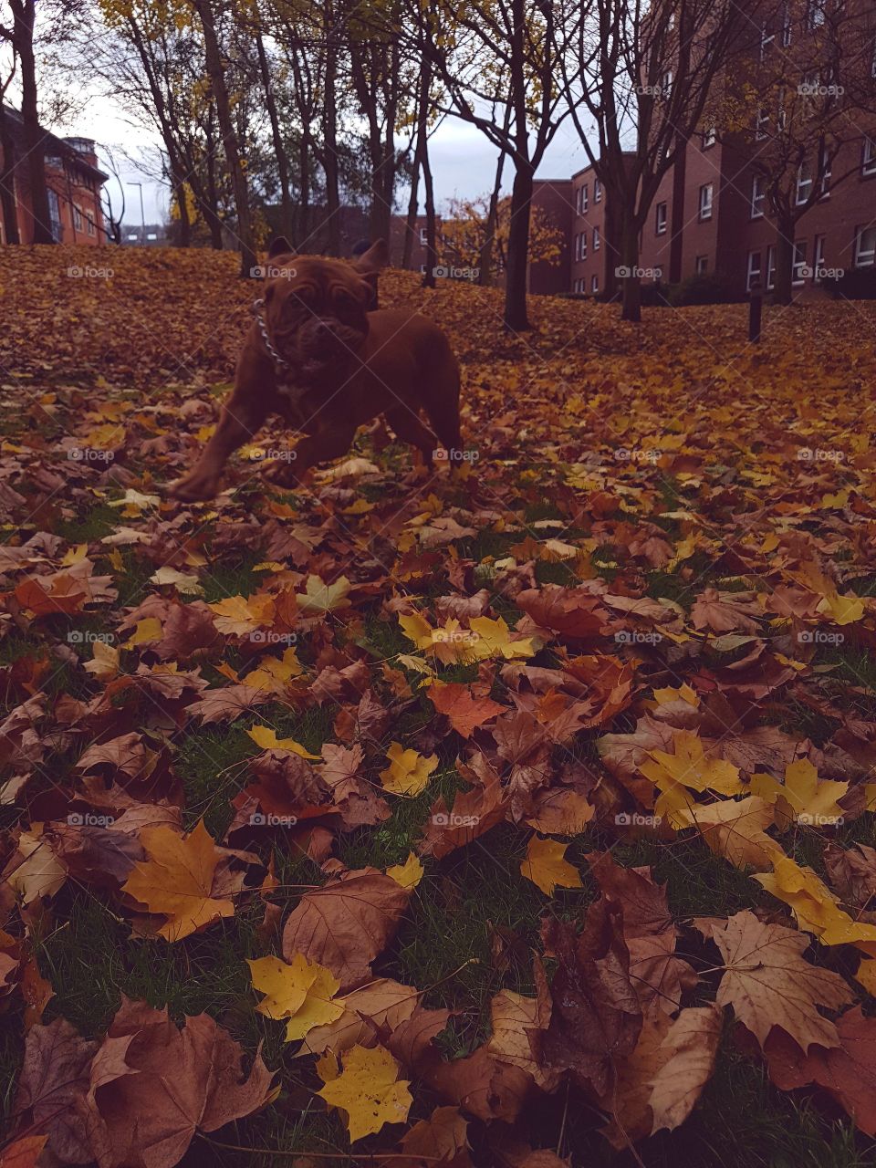 Fall, No Person, Leaf, Tree, Maple