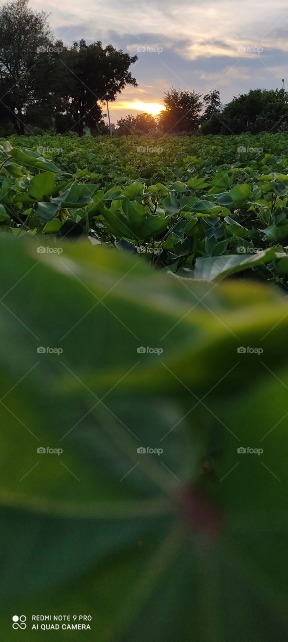 The view of the setting sun is pleasing to the mind