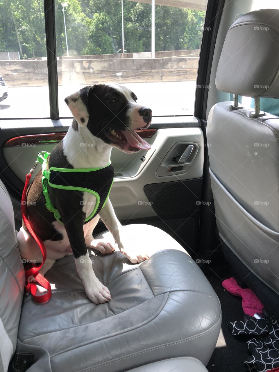 Barley is geared up for his first adventure. We are on our way to the Beltline in ATL. He is finally getting the hang of sitting still in his seat!