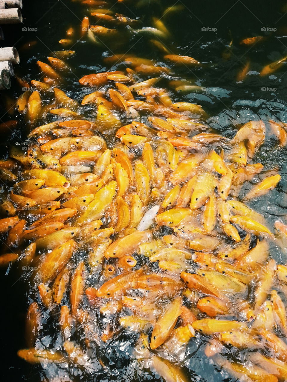 "Goldfish". at Bandung Floating market