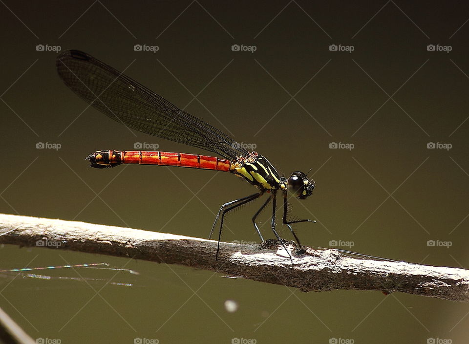 Rhinocypha sumbana. Female darmselfy with unique shape of top tailed calling for appendage. Red colour segment of tailed, and not many different shape body-thorax colouring there. Perching on well to the long of branched, and that's narrow wings.