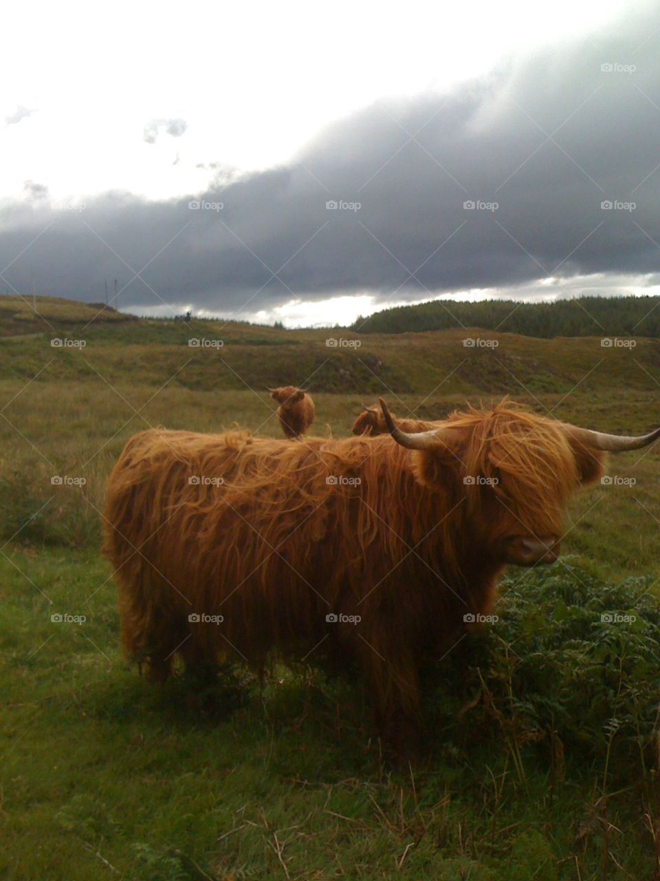 Scottish cow in the isle of Mull