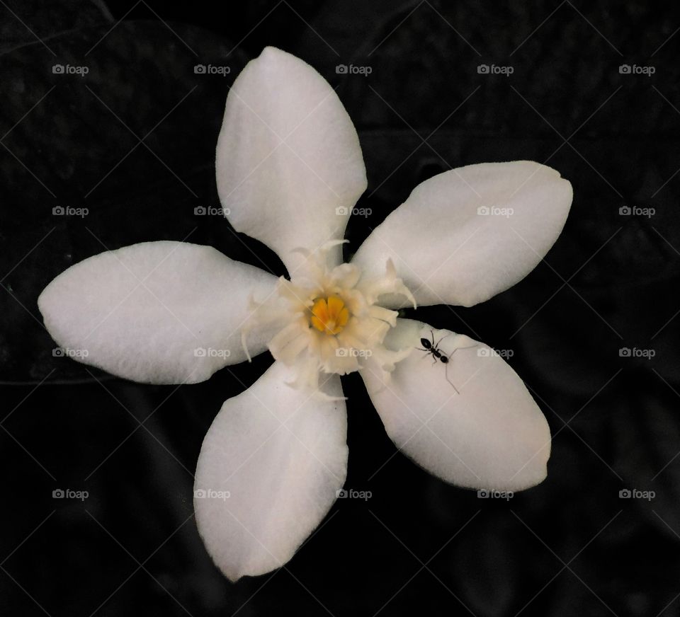 White flowers with an ant
