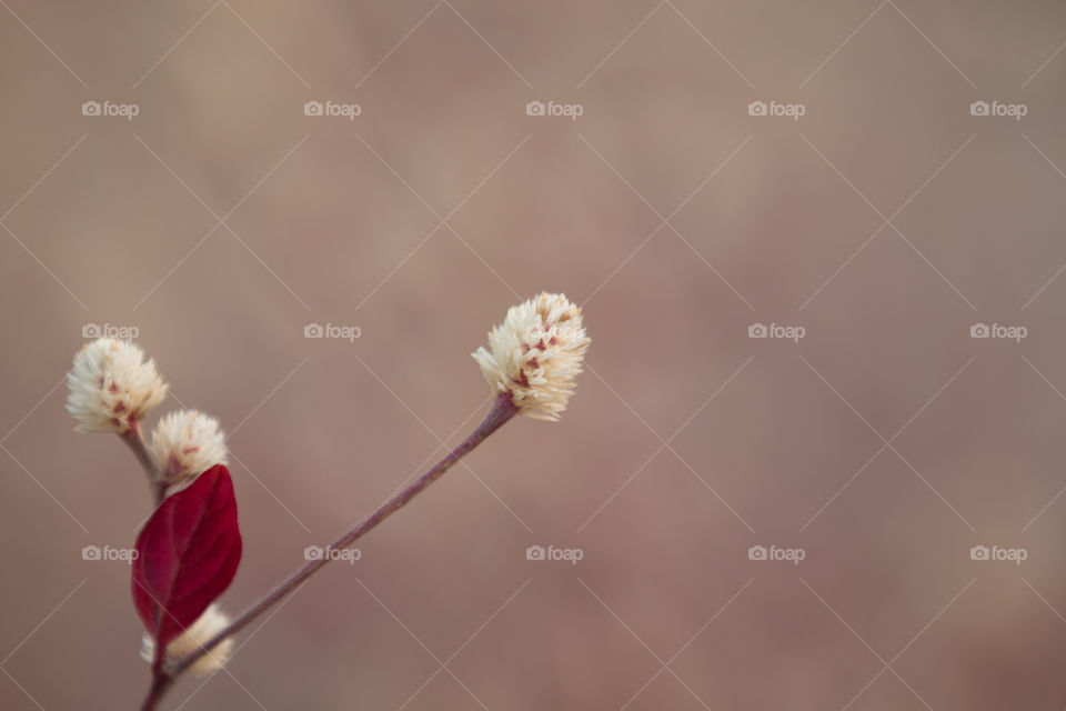 Nature, No Person, Flower, Blur, Delicate