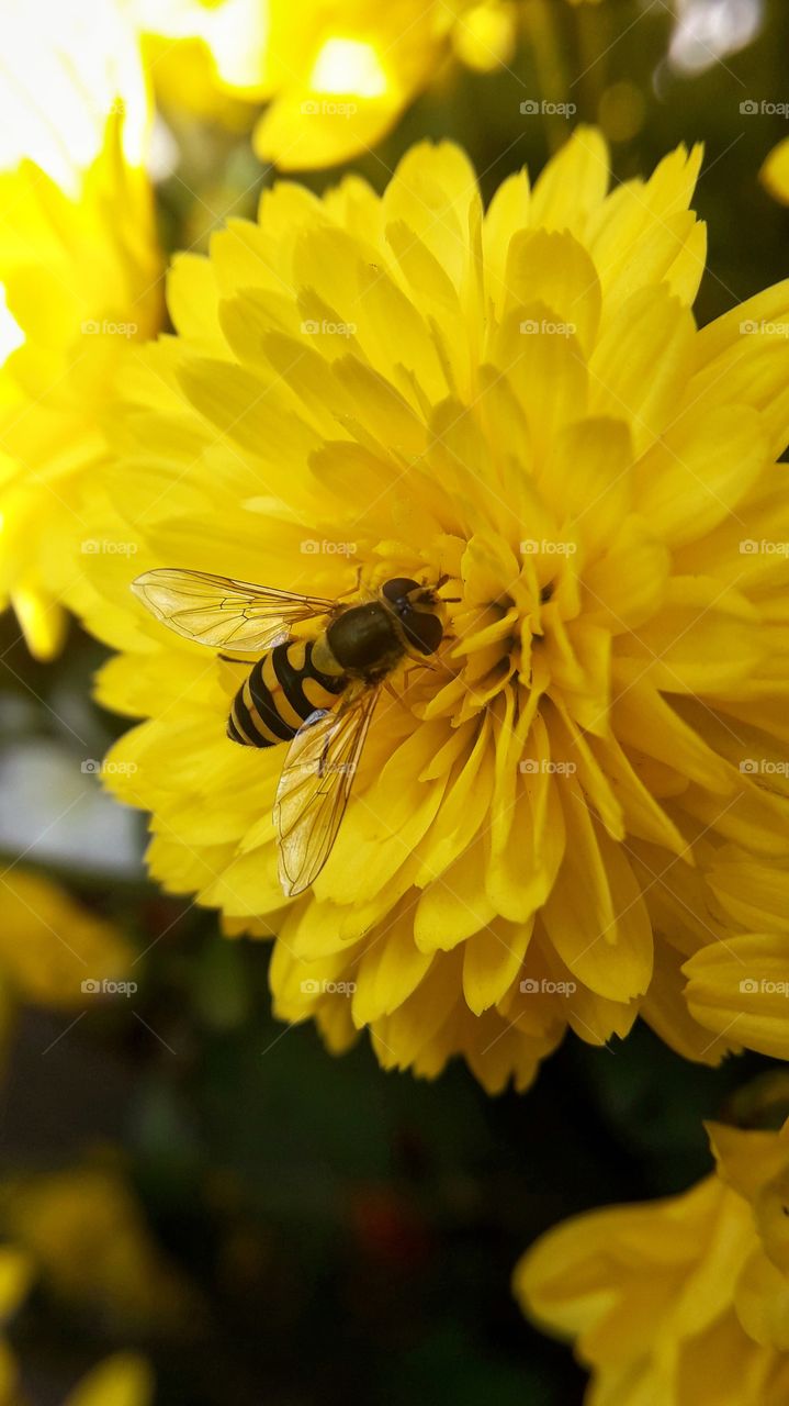 Bee on the big yellow flower
