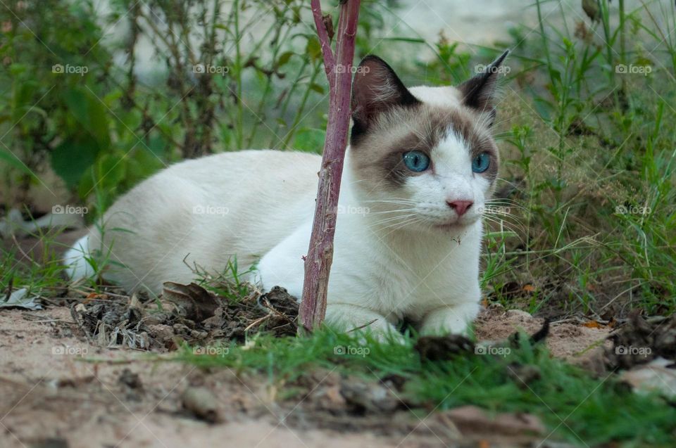  A cat with blue eyes laying down in the grass.