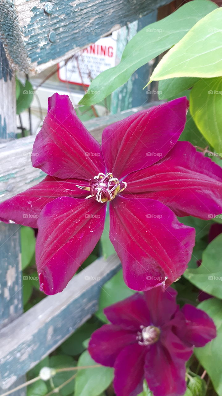 Clematis Rouge Cardinal Open Bloom on Trellis