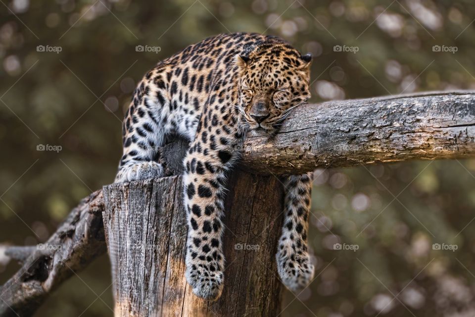 Zoo Leopard