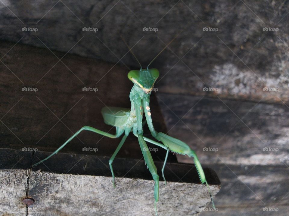 Praying mantis